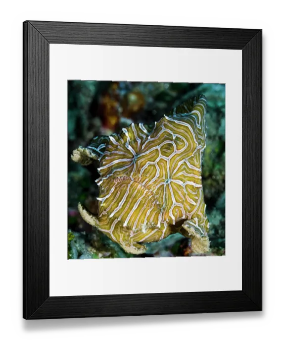 Framed Print : Psychedelic frogfish (Histiophryne psychedelica) portrait, Ambon, Indonesia, Pacific Ocean Framed Print : Psychedelic frogfish (Histiophryne psychedelica) portrait, Ambon, Indonesia, Pacific Ocean