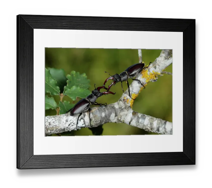 Framed Print : Two Stag beetles (Lucanus cervus) male, fighting on branch, La Rioja, Spain. July