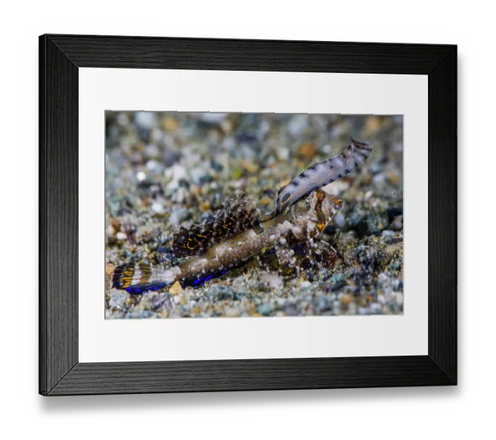 Framed Print : Orange and black dragonet (Dactylopus kuiteri) resting on a sandy seabed, Lembeh Strait, Indonesia, Pacific Ocean Framed Print : Orange and black dragonet (Dactylopus kuiteri) resting on a sandy seabed, Lembeh Strait, Indonesia, Pacific Ocean