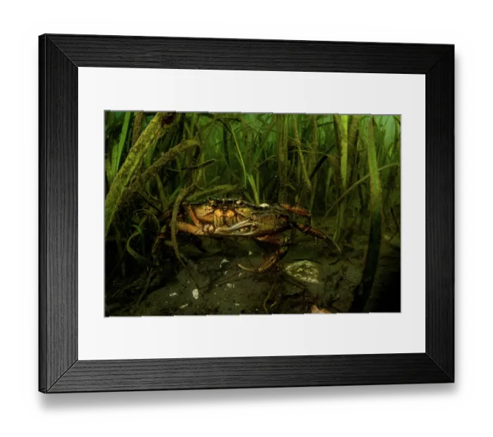 Framed Print : European green crab (Carcinus maenas) among an Eelgrass (Zostera marina) meadow, Sooke, Vancouver Island, British Columbia, Canada, Pacific Ocean Framed Print : European green crab (Carcinus maenas) among an Eelgrass (Zostera marina) meadow, Sooke, Vancouver Island, British Columbia, Canada, Pacific Ocean