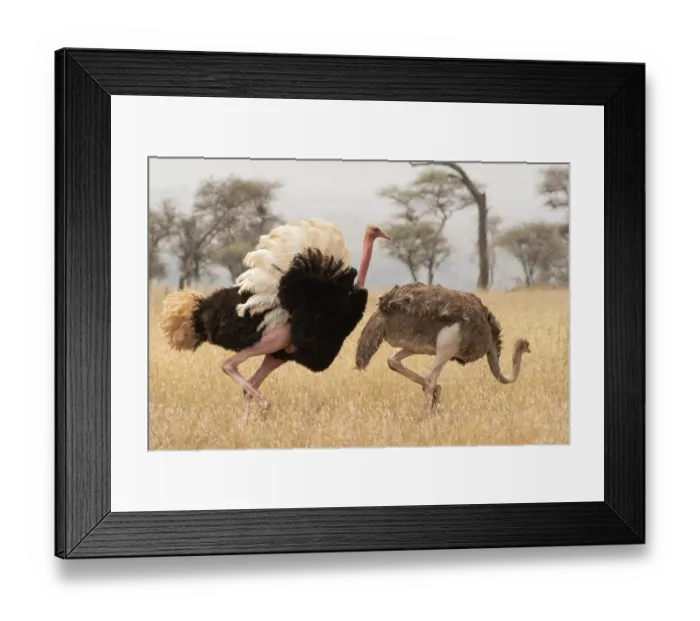 Framed Print : Masai ostriches (Struthio camelus massaicus) pair, male displaying during courtship, Serengeti National Park, Tanzania Framed Print : Masai ostriches (Struthio camelus massaicus) pair, male displaying during courtship, Serengeti National Park, Tanzania
