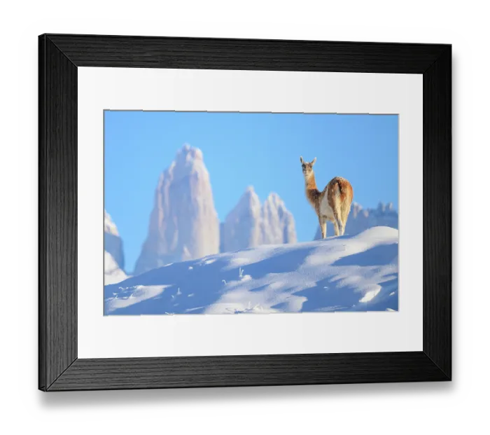 Framed Print : Guanaco (Lama guanicoe) standing in deep snow, with Towers in the background, Torres del Paine National Park, Patagonia, Chile Framed Print : Guanaco (Lama guanicoe) standing in deep snow, with Towers in the background, Torres del Paine National Park, Patagonia, Chile