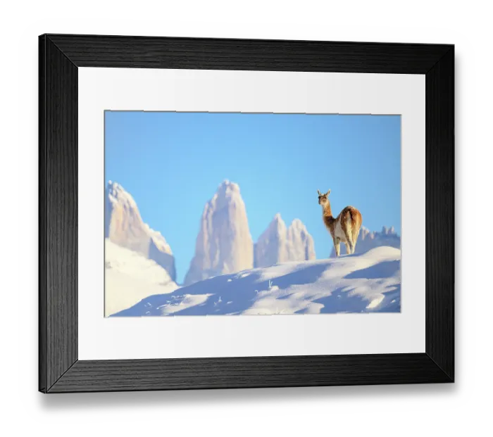 Framed Print : Guanaco (Lama guanicoe) syanding in deep snow, with Towers in the background, Torres del Paine National Park, Patagonia, Chile