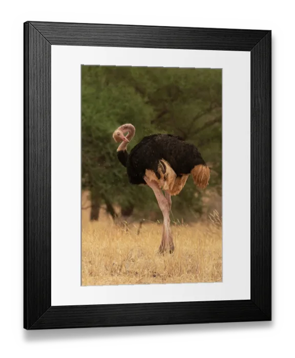 Framed Print : Masai ostrich (Struthio camelus massaicus) male, preening, Tarangire National Park, Tanzania Framed Print : Masai ostrich (Struthio camelus massaicus) male, preening, Tarangire National Park, Tanzania