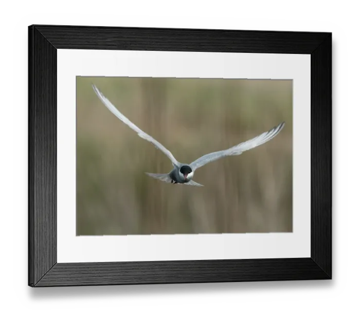 Framed Print : Whiskered tern (Chlidonias hybrida) in flight, against reed beds, Ebro Delta, Catalonia, Spain. April Framed Print : Whiskered tern (Chlidonias hybrida) in flight, against reed beds, Ebro Delta, Catalonia, Spain. April