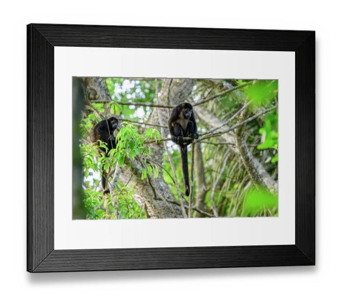 Framed Print : Two Mantled howler monkeys (Alouatta palliata) sitting on branch in rainforest canopy, Osa Peninsula, Costa Rica Framed Print : Two Mantled howler monkeys (Alouatta palliata) sitting on branch in rainforest canopy, Osa Peninsula, Costa Rica