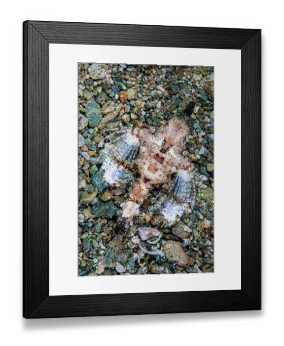 Framed Print : Dragon sea moth (Eurypegasus draconis) resting on seabed, Ambon, Indonesia, Pacific Ocean Framed Print : Dragon sea moth (Eurypegasus draconis) resting on seabed, Ambon, Indonesia, Pacific Ocean