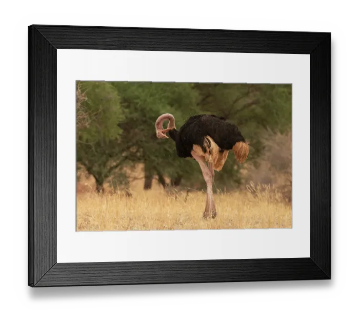 Framed Print : Masai ostrich (Struthio camelus massaicus) male, preening, Tarangire National Park, Tanzania