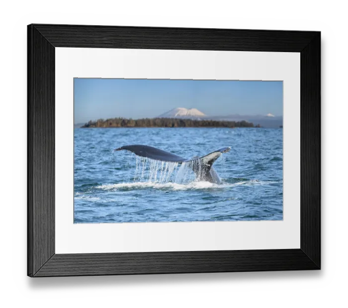 Framed Print : RF - Humpback whale (Megaptera novaeangliae) tail fluke at the surface with Mount Edgecumbe in the background, Sitka Sound, Alaska, USA, Pacific Ocean Framed Print : RF - Humpback whale (Megaptera novaeangliae) tail fluke at the surface with Mount Edgecumbe in the background, Sitka Sound, Alaska, USA, Pacific Ocean
