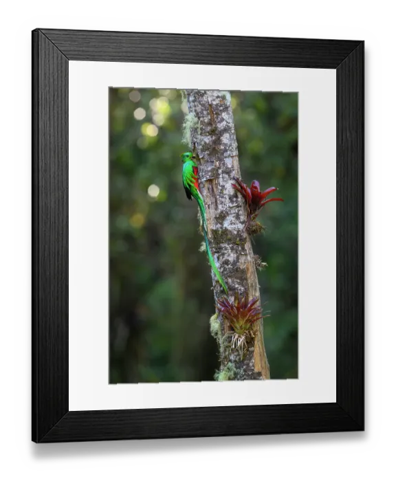Framed Print : RF - Resplendent quetzal (Pharomachrus mocinno) male, perched at entrance to nest hole with fruit for chicks, Atlantic slope montane rainforest, Talamanca, Costa Rica Framed Print : RF - Resplendent quetzal (Pharomachrus mocinno) male, perched at entrance to nest hole with fruit for chicks, Atlantic slope montane rainforest, Talamanca, Costa Rica