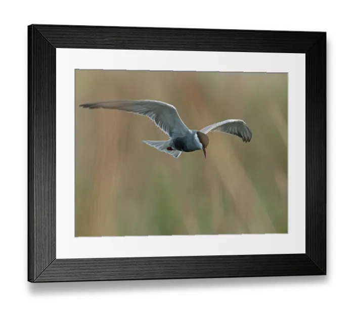 Framed Print : Whiskered tern (Chlidonias hybrida) in flight, searching for fish in an open lead into reedbeds, Ebro Delta, Catalonia, Spain. April