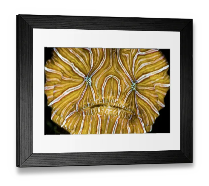 Framed Print : Psychedelic frogfish (Histiophryne psychedelica) portrait, Ambon, Indonesia, Pacific Ocean Framed Print : Psychedelic frogfish (Histiophryne psychedelica) portrait, Ambon, Indonesia, Pacific Ocean