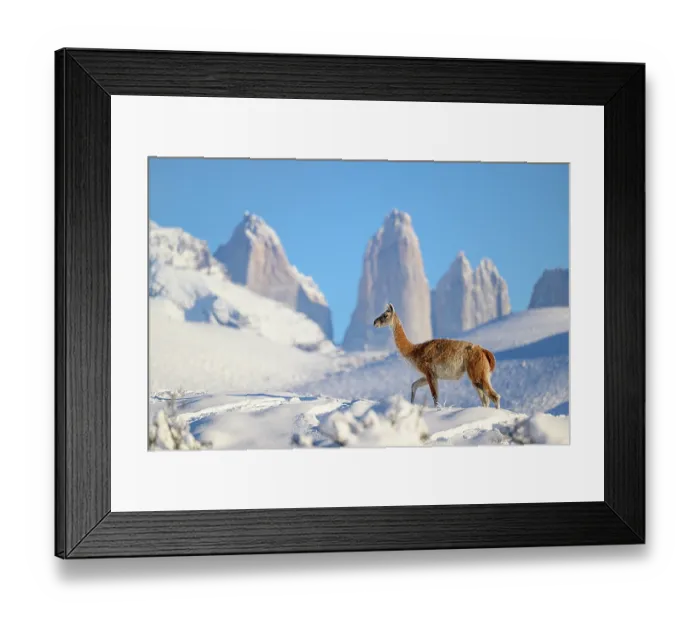 Framed Print : Guanaco (Lama guanicoe) walking in deep snow, with Towers in the background, Torres del Paine National Park, Patagonia, Chile Framed Print : Guanaco (Lama guanicoe) walking in deep snow, with Towers in the background, Torres del Paine National Park, Patagonia, Chile