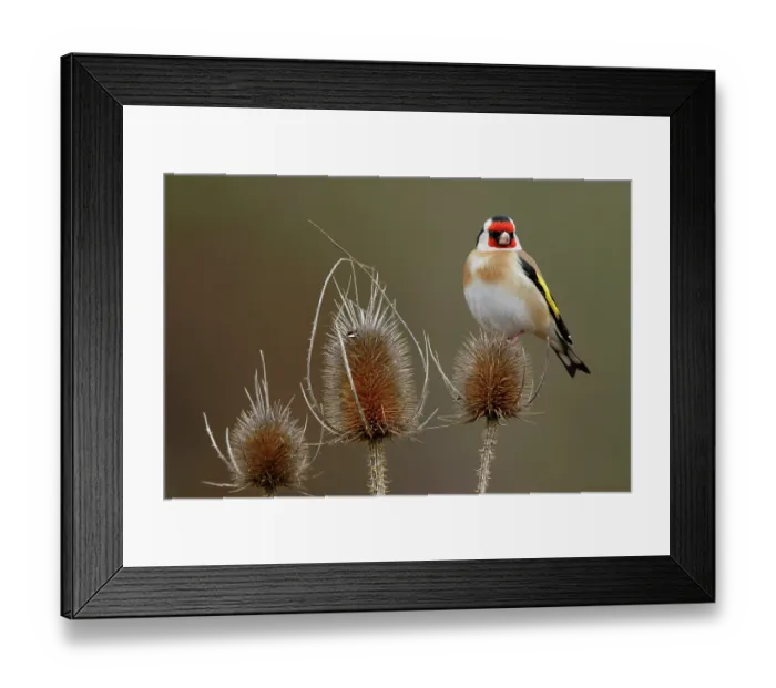 Framed Print : Goldfinch (Carduelis carduelis) perched on plant, La Rioja, Spain. January Framed Print : Goldfinch (Carduelis carduelis) perched on plant, La Rioja, Spain. January