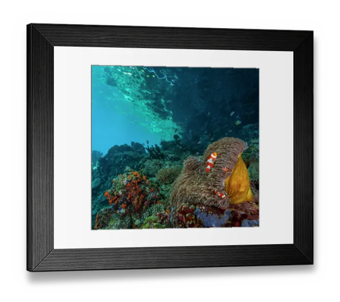 Framed Print : False clown anemonefish (Amphiprion ocellaris) pair swimming around a Magnificent sea anemone (Heteractis magnifica) with Soft coral (Sinularia sp.) Framed Print : False clown anemonefish (Amphiprion ocellaris) pair swimming around a Magnificent sea anemone (Heteractis magnifica) with Soft coral (Sinularia sp.)
