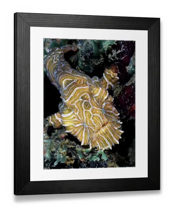 Framed Print : Psychedelic frogfish (Histiophryne psychedelica) portrait, Ambon, Indonesia, Pacific Ocean Framed Print : Psychedelic frogfish (Histiophryne psychedelica) portrait, Ambon, Indonesia, Pacific Ocean