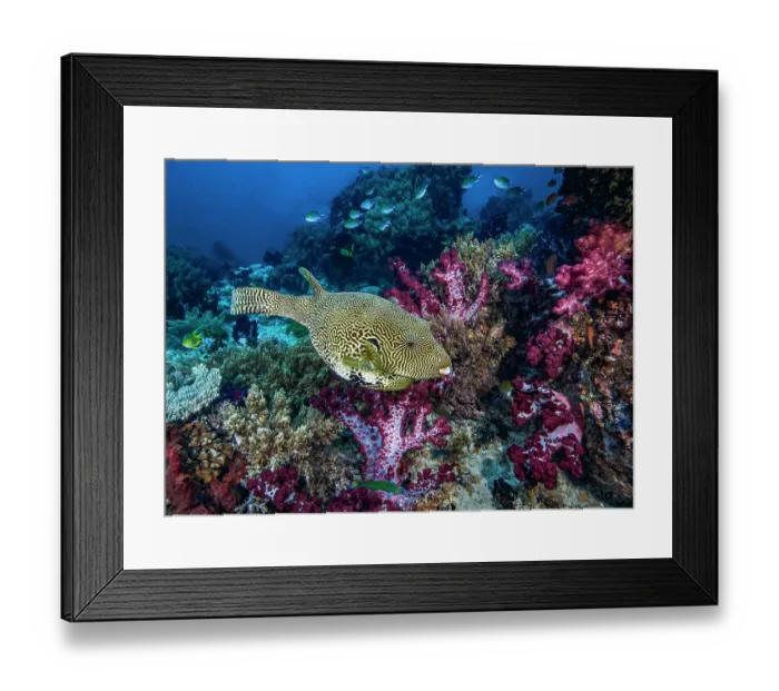 Framed Print : Map puffer (Arothron mappa) swimming over coral reef with Soft corals (Dendronephthya sp.), Threadfin anthias (Pseudanthias huchti) and Damselfish (Pomacentridae), Raja Ampat