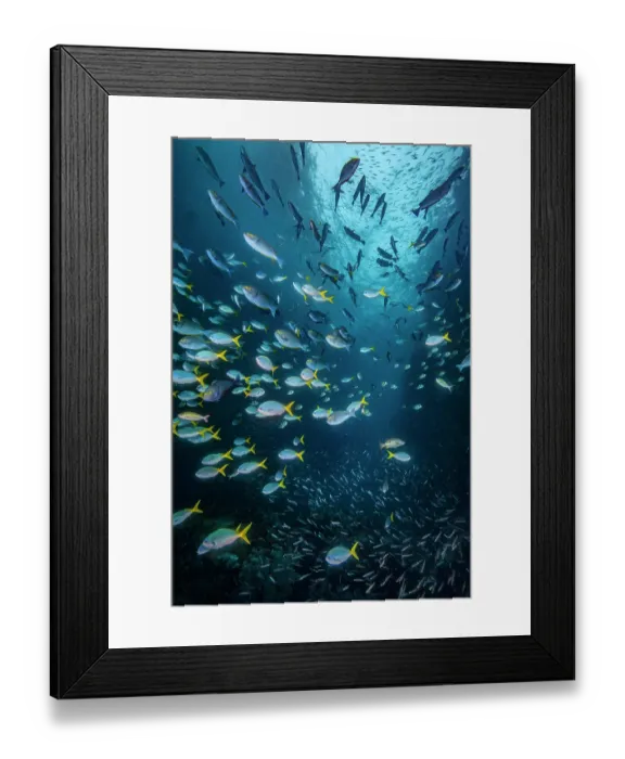 Framed Print : A large, mixed aggregation of fish swimming through a reef cut, including (from top to bottom) Eyestripe surgeonfish (Acanthurus dussumieri), Yellowtail fusiliers (Caesio cuning) Framed Print : A large, mixed aggregation of fish swimming through a reef cut, including (from top to bottom) Eyestripe surgeonfish (Acanthurus dussumieri), Yellowtail fusiliers (Caesio cuning)