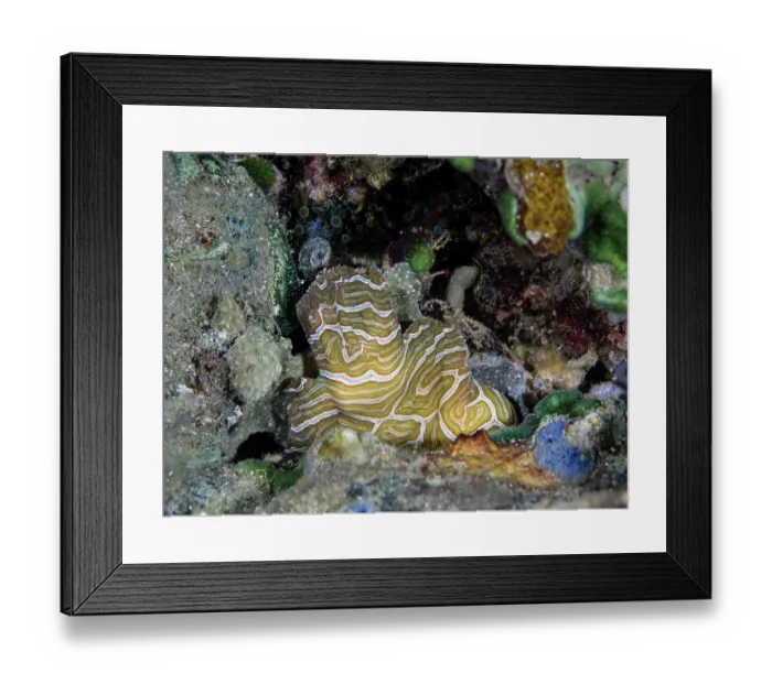 Framed Print : Psychedelic frogfish (Histiophyrne psychedelica) hiding in crevice on seabed, Ambon, Indonesia, Pacific Ocean Framed Print : Psychedelic frogfish (Histiophyrne psychedelica) hiding in crevice on seabed, Ambon, Indonesia, Pacific Ocean