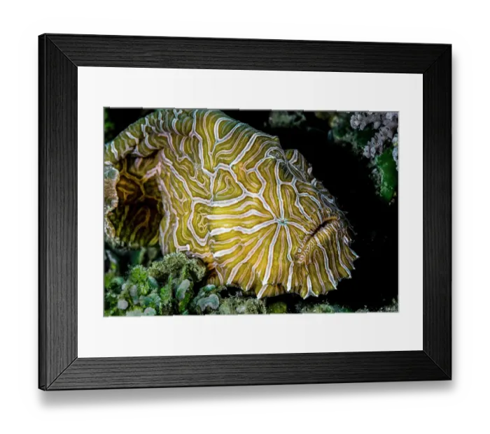 Framed Print : Psychedelic frogfish (Histiophryne psychedelica) portrait, Ambon, Indonesia, Pacific Ocean Framed Print : Psychedelic frogfish (Histiophryne psychedelica) portrait, Ambon, Indonesia, Pacific Ocean