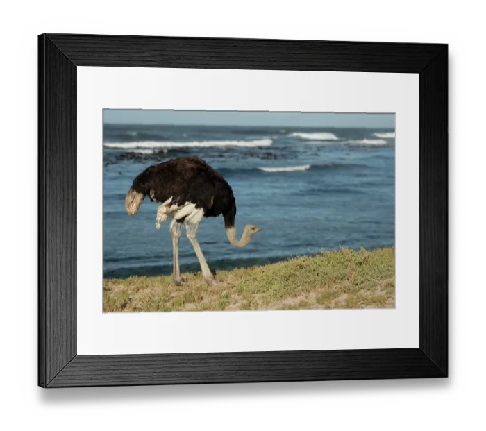 Framed Print : RF - South African ostrich (Struthio camelus australis) male, standing on the shore, Cape Point Nature Reserve, Table Mountain National Park, Western Cape, South Africa