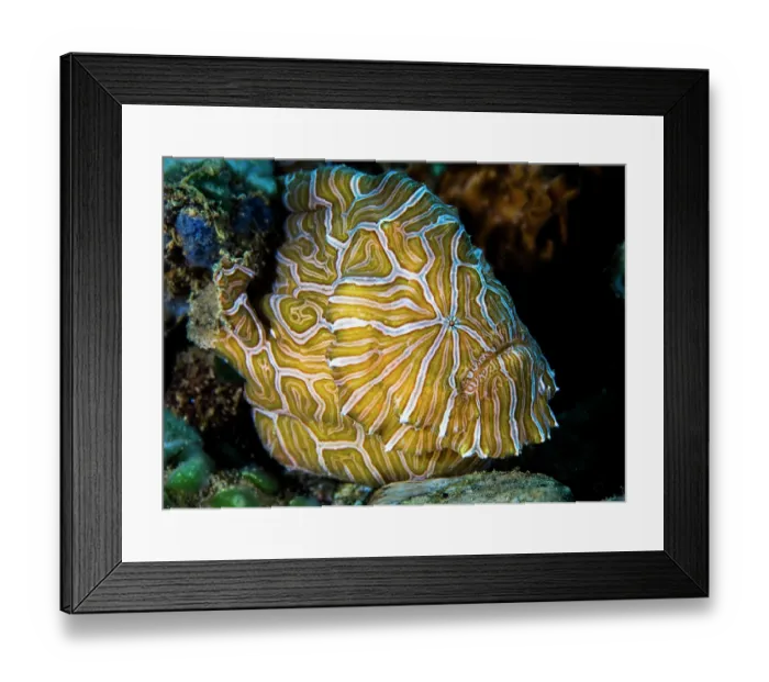 Framed Print : Psychedelic frogfish (Histiophryne psychedelica) portrait, Ambon, Indonesia, Pacific Ocean Framed Print : Psychedelic frogfish (Histiophryne psychedelica) portrait, Ambon, Indonesia, Pacific Ocean