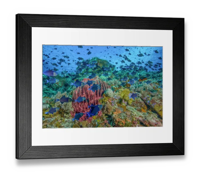 Framed Print : Schools of Redtooth triggerfish (Odonus niger) feeding on plankton over coral reef, Ambon, Indonesia, Pacific Ocean