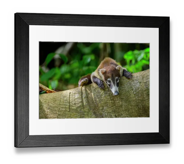 Framed Print : White-nosed coati (Nasua narica) resting on branch in forest understory, lowland rainforest, Osa Peninsula, Costa Rica Framed Print : White-nosed coati (Nasua narica) resting on branch in forest understory, lowland rainforest, Osa Peninsula, Costa Rica