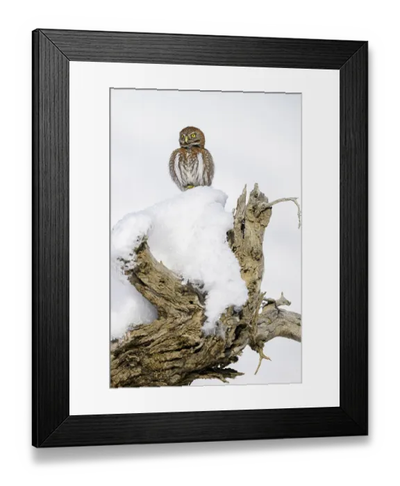 Framed Print : Austral pygmy owl (Glaucidium nana) perched on snow covered tree stump, Torres del Paine National Park, Patagonia, Chile Framed Print : Austral pygmy owl (Glaucidium nana) perched on snow covered tree stump, Torres del Paine National Park, Patagonia, Chile