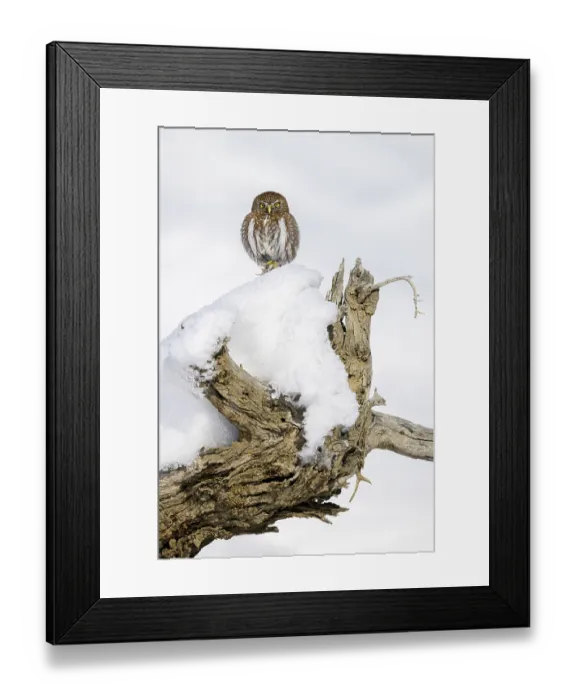 Framed Print : Austral pygmy owl (Glaucidium nana) perched on snow covered tree stump, Torres del Paine National Park, Patagonia, Chile Framed Print : Austral pygmy owl (Glaucidium nana) perched on snow covered tree stump, Torres del Paine National Park, Patagonia, Chile