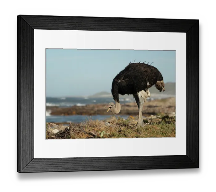 Framed Print : South African ostrich (Struthio camelus australis) male, standing on the shore, calling, Cape Point Nature Reserve, Table Mountain National Park, Western Cape, South Africa Framed Print : South African ostrich (Struthio camelus australis) male, standing on the shore, calling, Cape Point Nature Reserve, Table Mountain National Park, Western Cape, South Africa