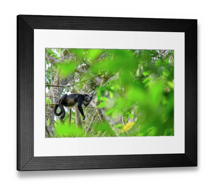 Framed Print : Mantled howler monkey (Alouatta palliata) resting on branch, calling, in rainforest canopy, Osa Peninsula, Costa Rica Framed Print : Mantled howler monkey (Alouatta palliata) resting on branch, calling, in rainforest canopy, Osa Peninsula, Costa Rica