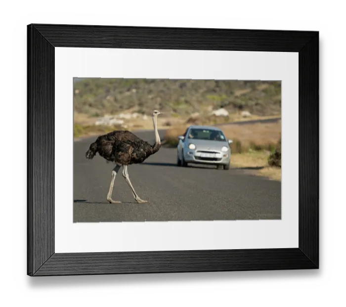 Framed Print : South African ostrich (Struthio camelus australis) male, crossing road with with car behind, Cape Point Nature Reserve, Table Mountain National Park, Western Cape, South Africa Framed Print : South African ostrich (Struthio camelus australis) male, crossing road with with car behind, Cape Point Nature Reserve, Table Mountain National Park, Western Cape, South Africa