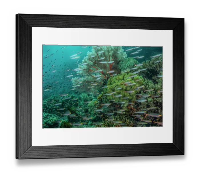 Framed Print : School of Slender fusiliers (Gymnocaesio gymnoptera) swimming over coral reef with Sea fan (Melithaea sp.) and Soft corals (Sarcophyton sp.), Raja Ampat, Indonesia, Pacific Ocean