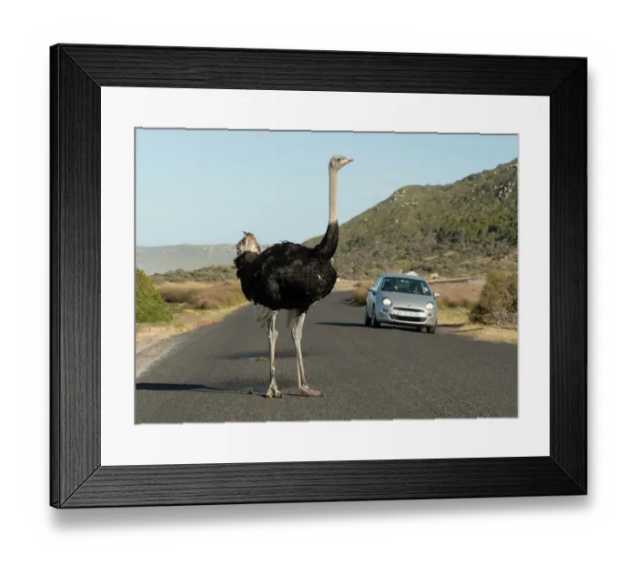 Framed Print : South African ostrich (Struthio camelus australis) male, standing on road with with car behind, Cape Point Nature Reserve, Table Mountain National Park, Western Cape, South Africa Framed Print : South African ostrich (Struthio camelus australis) male, standing on road with with car behind, Cape Point Nature Reserve, Table Mountain National Park, Western Cape, South Africa