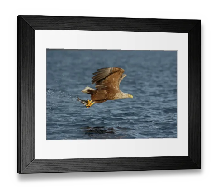 Framed Print : White-tailed eagle (Haliaeetus albicilla) fishing over the ocean, Norway. July Framed Print : White-tailed eagle (Haliaeetus albicilla) fishing over the ocean, Norway. July