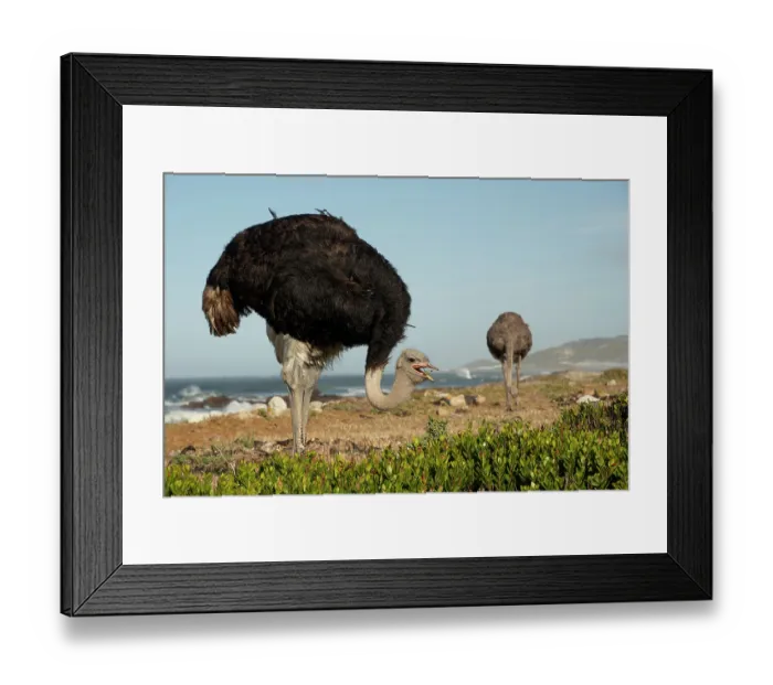 Framed Print : South African ostriches (Struthio camelus australis) pair, feeding on the shore, Cape Point Nature Reserve, Table Mountain National Park, Western Cape, South Africa Framed Print : South African ostriches (Struthio camelus australis) pair, feeding on the shore, Cape Point Nature Reserve, Table Mountain National Park, Western Cape, South Africa