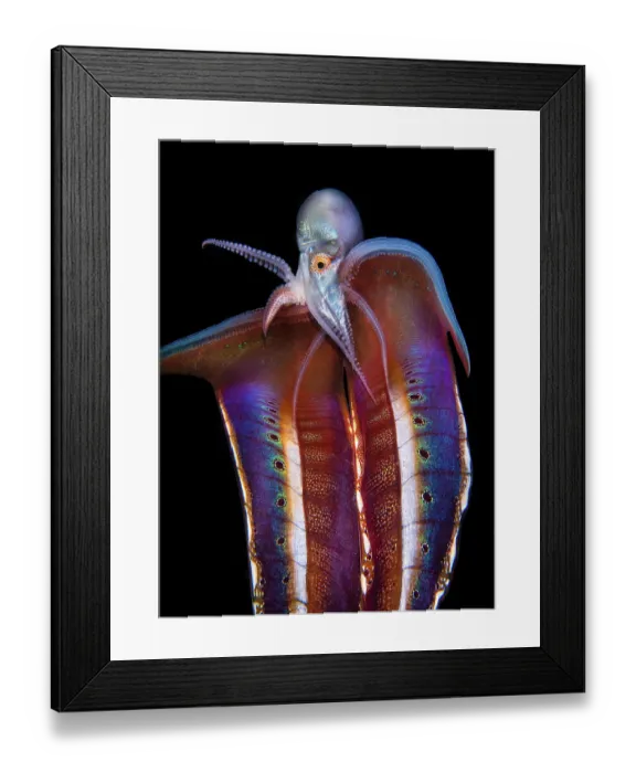 Framed Print : Pelagic blanket octopus (Tremoctopus gracilis) female, swimming in open water, unfurling her display blanket membrane, off Anilao, Batangas, Philippines, Pacific Ocean Framed Print : Pelagic blanket octopus (Tremoctopus gracilis) female, swimming in open water, unfurling her display blanket membrane, off Anilao, Batangas, Philippines, Pacific Ocean