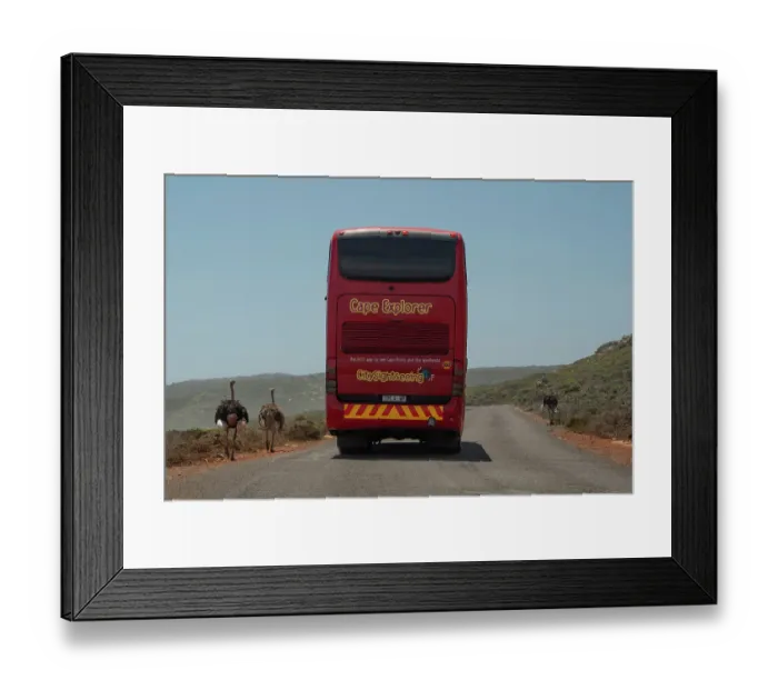 Framed Print : Three South African ostriches (Struthio camelus australis) walking along road past tourist bus, Cape Point Nature Reserve, Table Mountain National Park, Western Cape, South Africa