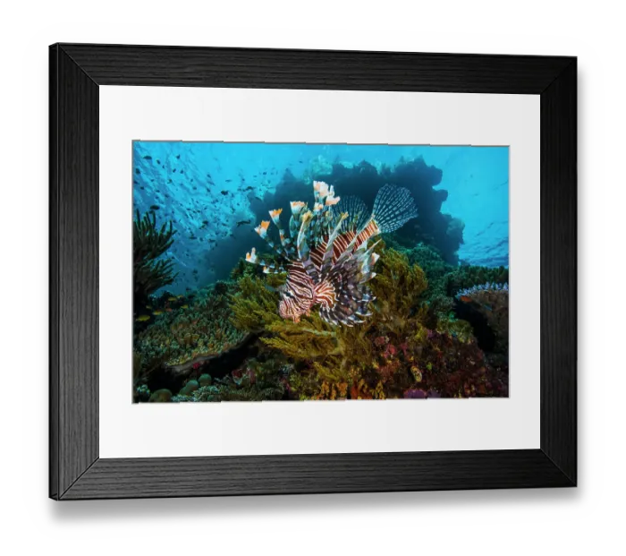 Framed Print : Red lionfish (Pterois volitans) swimming over coral reef with Soft corals, from left to right (Dichotella sp.), (Sinularia sp.), (Nephthea sp.) and Hard coral (Acropora sp.) Framed Print : Red lionfish (Pterois volitans) swimming over coral reef with Soft corals, from left to right (Dichotella sp.), (Sinularia sp.), (Nephthea sp.) and Hard coral (Acropora sp.)