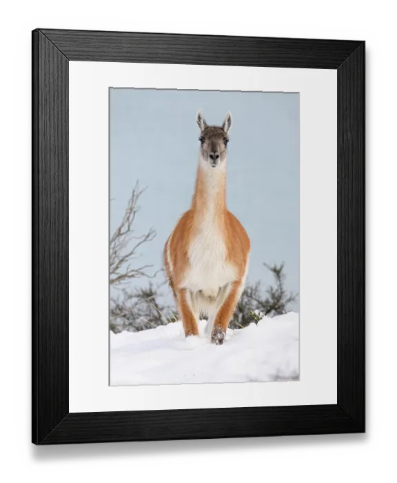 Framed Print : Guanaco (Lama guanicoe) standing in snow on the shore of Lago Pehoe, Torres del Paine National Park, Patagonia, Chile Framed Print : Guanaco (Lama guanicoe) standing in snow on the shore of Lago Pehoe, Torres del Paine National Park, Patagonia, Chile