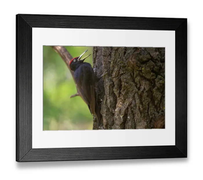 Framed Print : Black woodpecker (Dryocopus martius) perched on tree trunk foraging, Pusztaszer, Kiskunsagi National Park, Hungary. May Framed Print : Black woodpecker (Dryocopus martius) perched on tree trunk foraging, Pusztaszer, Kiskunsagi National Park, Hungary. May
