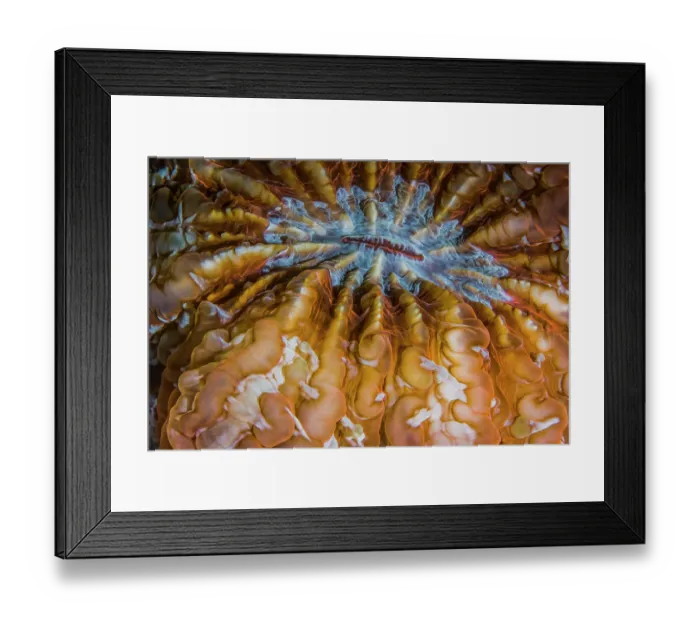 Framed Print : Mushroom coral (Fungiidae) mouth detail, Ambon, Indonesia, Pacific Ocean Framed Print : Mushroom coral (Fungiidae) mouth detail, Ambon, Indonesia, Pacific Ocean