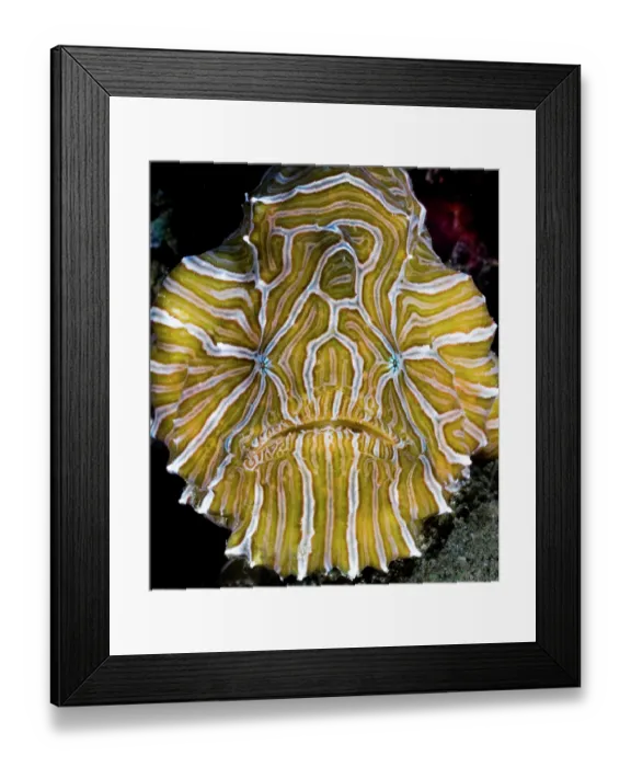Framed Print : Psychedelic frogfish (Histiophryne psychedelica) portrait, Ambon, Indonesia, Pacific Ocean Framed Print : Psychedelic frogfish (Histiophryne psychedelica) portrait, Ambon, Indonesia, Pacific Ocean
