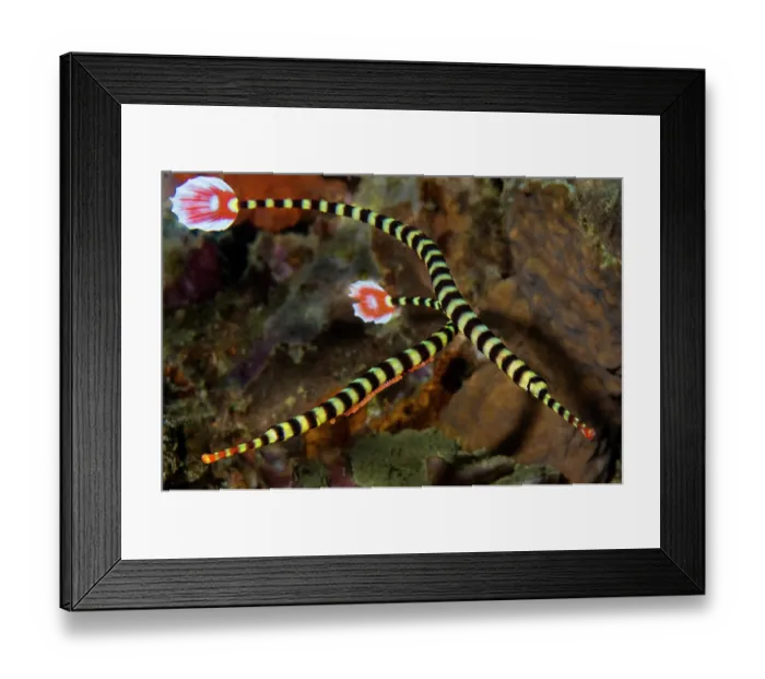 Framed Print : Ringed pipefish (Doryrhamphus dactyliophorus) pair, male carrying fertilized eggs attached to a specialized patch of skin on its abdomen, Ambon, Indonesia, Pacific Ocean Framed Print : Ringed pipefish (Doryrhamphus dactyliophorus) pair, male carrying fertilized eggs attached to a specialized patch of skin on its abdomen, Ambon, Indonesia, Pacific Ocean