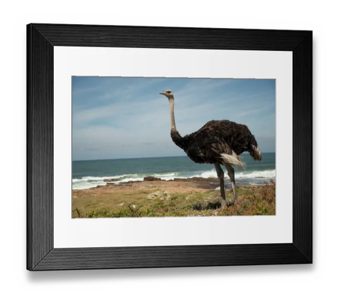 Framed Print : South African ostrich (Struthio camelus australis) male juvenile, standing on the shore, Cape Point Nature Reserve, Table Mountain National Park, Western Cape, South Africa Framed Print : South African ostrich (Struthio camelus australis) male juvenile, standing on the shore, Cape Point Nature Reserve, Table Mountain National Park, Western Cape, South Africa