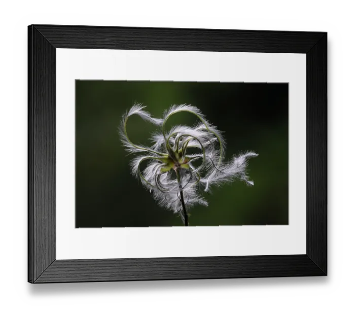 Framed Print : Traveller's joy (Clematis vitalba) seed head, Dorset, England, UK. October. Studio shot Framed Print : Traveller's joy (Clematis vitalba) seed head, Dorset, England, UK. October. Studio shot