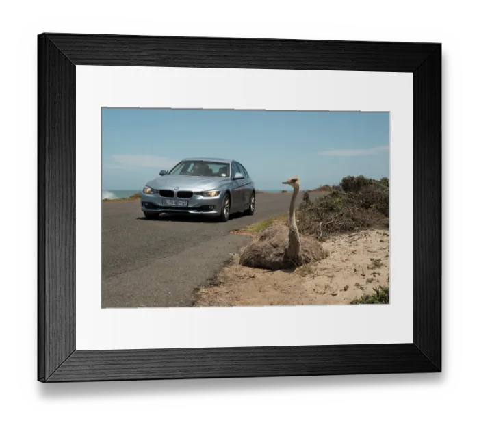 Framed Print : South African ostrich (Struthio camelus australis) female, resting on ground at roadside, with car passing close by, Cape Point Nature Reserve, Table Mountain National Park