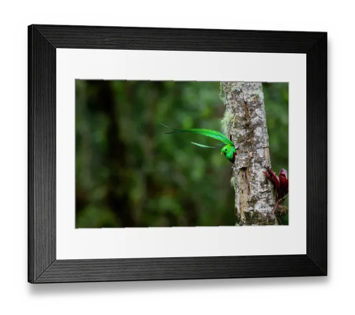 Framed Print : Resplendent quetzal (Pharomachrus mocinno) male, emerging from nest hole, Talamanca, Atlantic slope montane rainforest, Costa Rica Framed Print : Resplendent quetzal (Pharomachrus mocinno) male, emerging from nest hole, Talamanca, Atlantic slope montane rainforest, Costa Rica