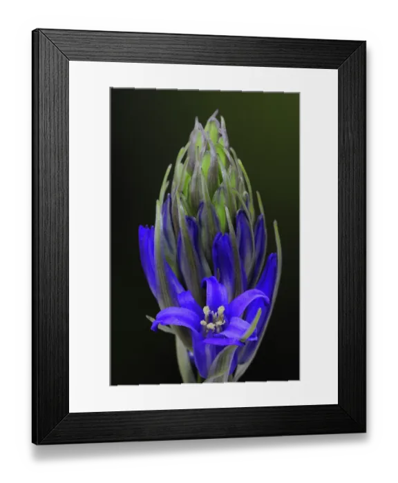 Framed Print : Bluebell (Hyacinthoides non-scripta) bud breaking into flower, Dorset, England, UK. April Framed Print : Bluebell (Hyacinthoides non-scripta) bud breaking into flower, Dorset, England, UK. April